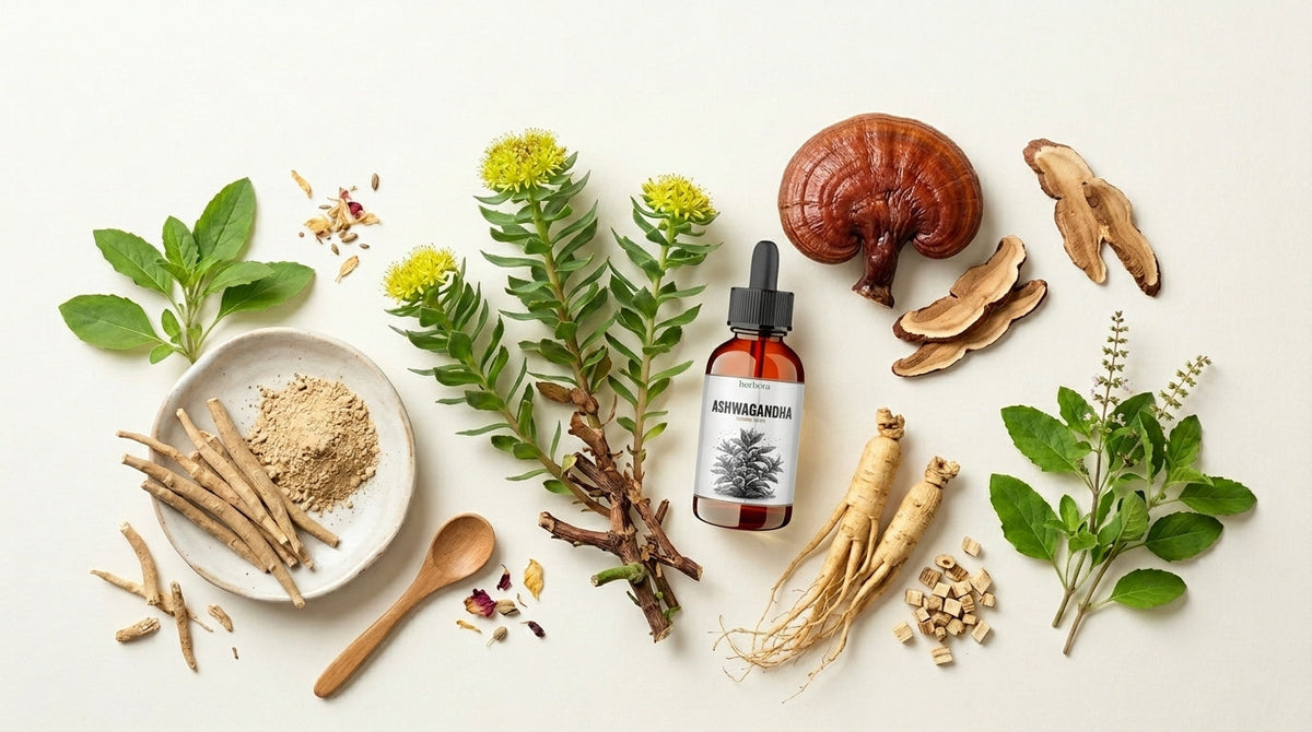 Was ist Rhodiola Rosea